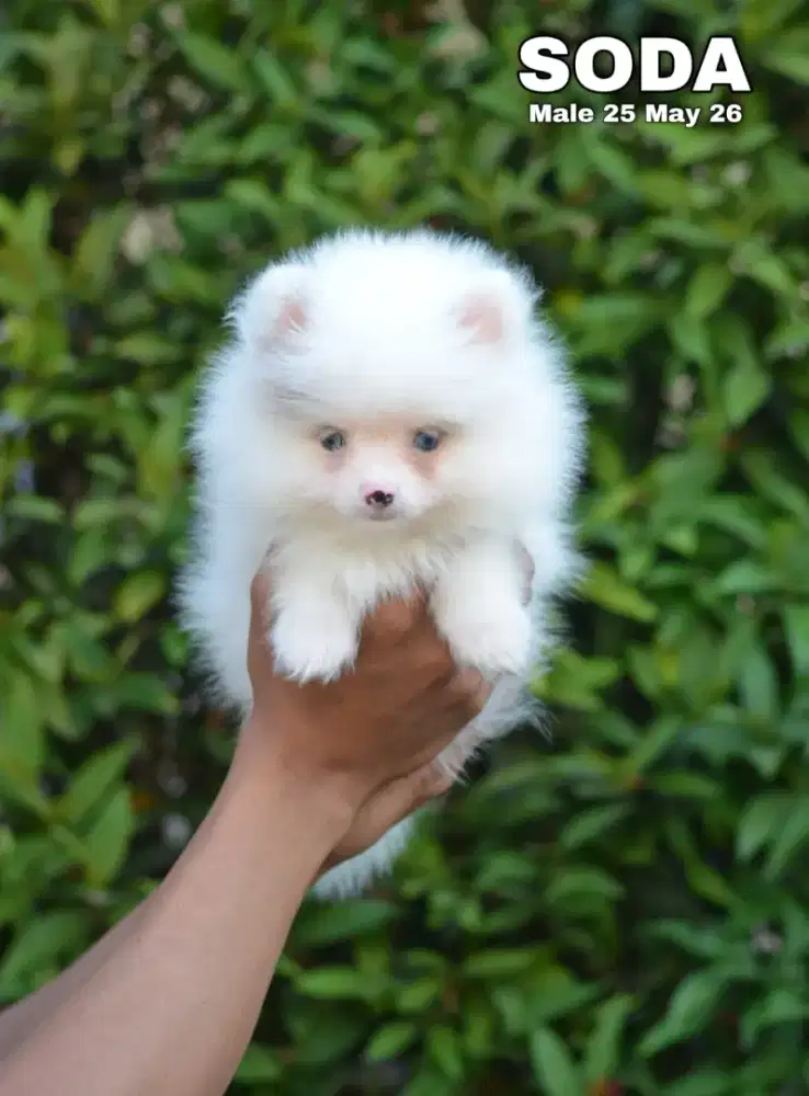 Minipom party color jantan •SODA•