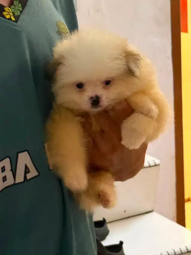 Minipom jantan dan betina