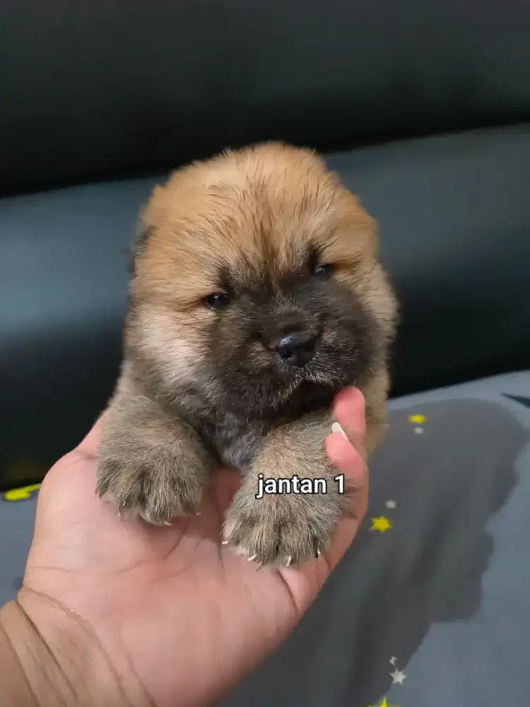 Jual Chow Chow Puppy High Quality