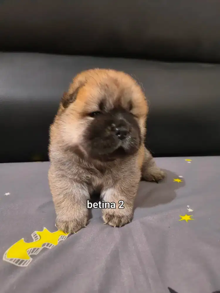 Jual Chow Chow Puppies