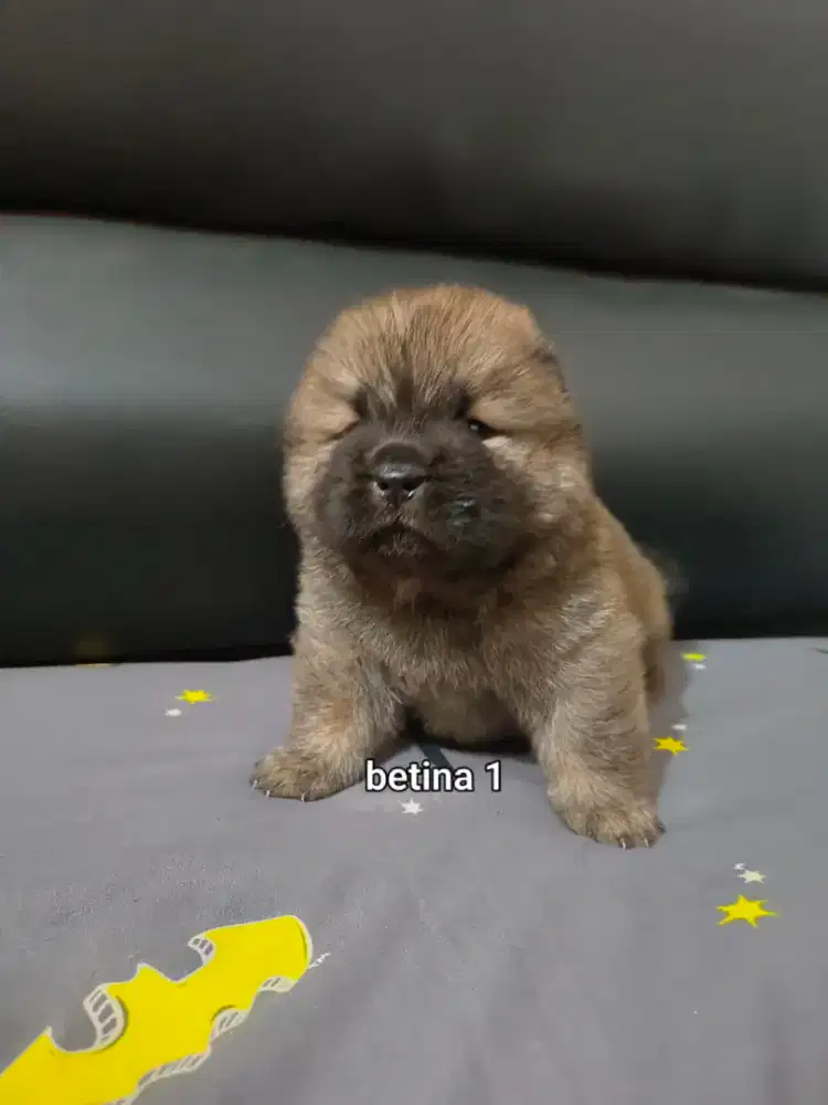 Jual Chow Chow Puppy
