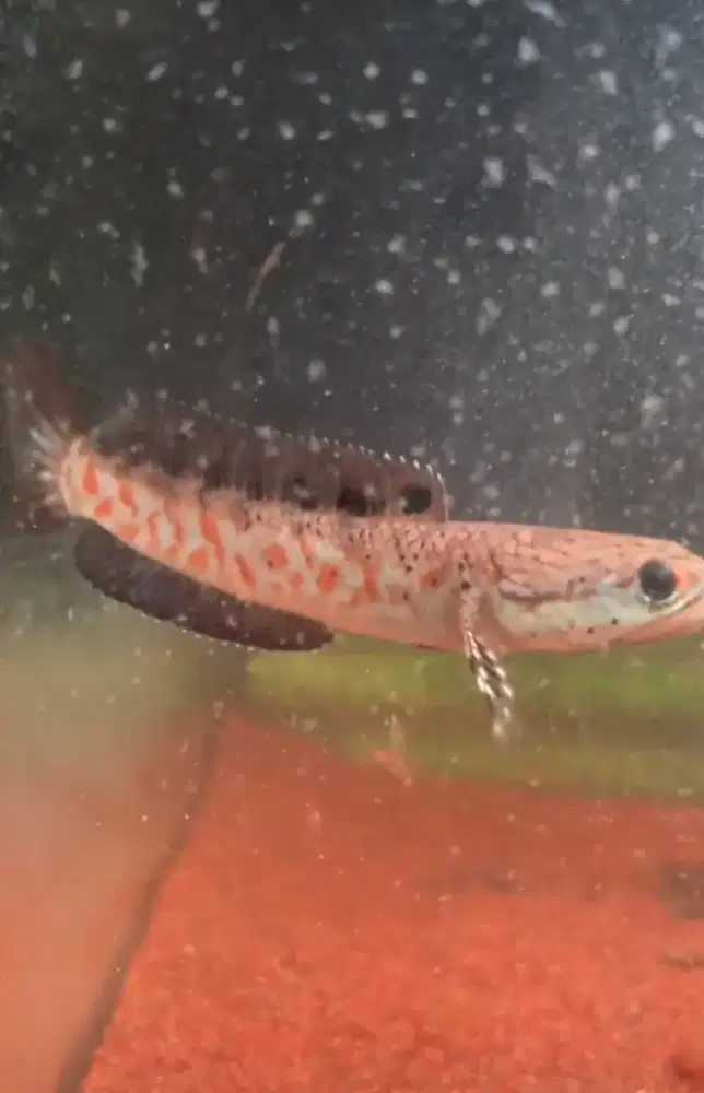 Red pulchra gread a