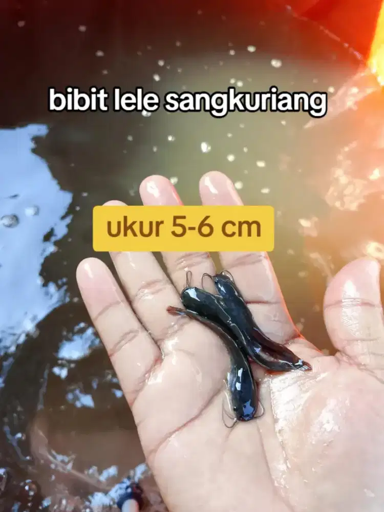 Bibit lele Sangkuriang