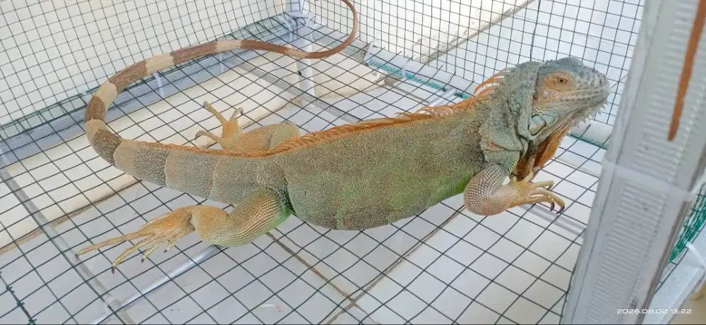 Iguana Green Dewasa 120 cm