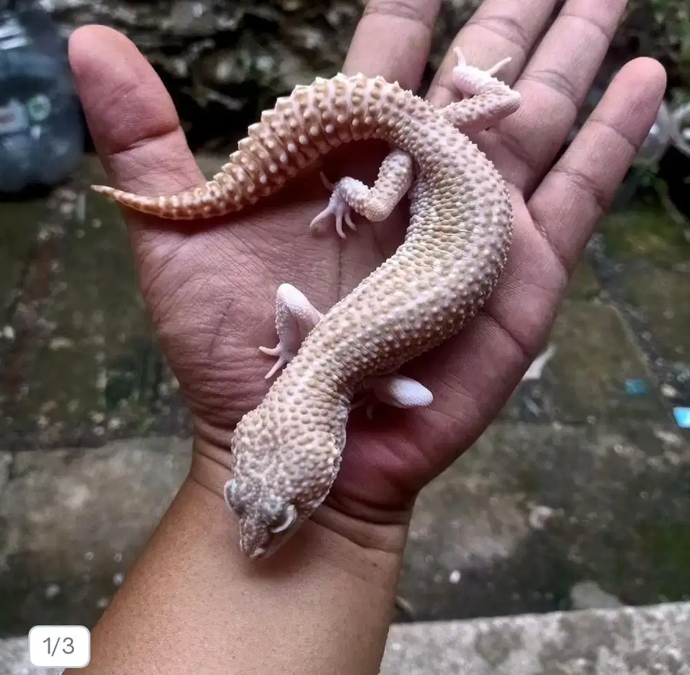 Leopard gecko supersnow male