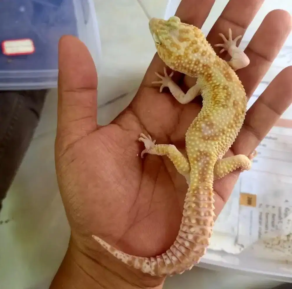 Gecko WY raptor male