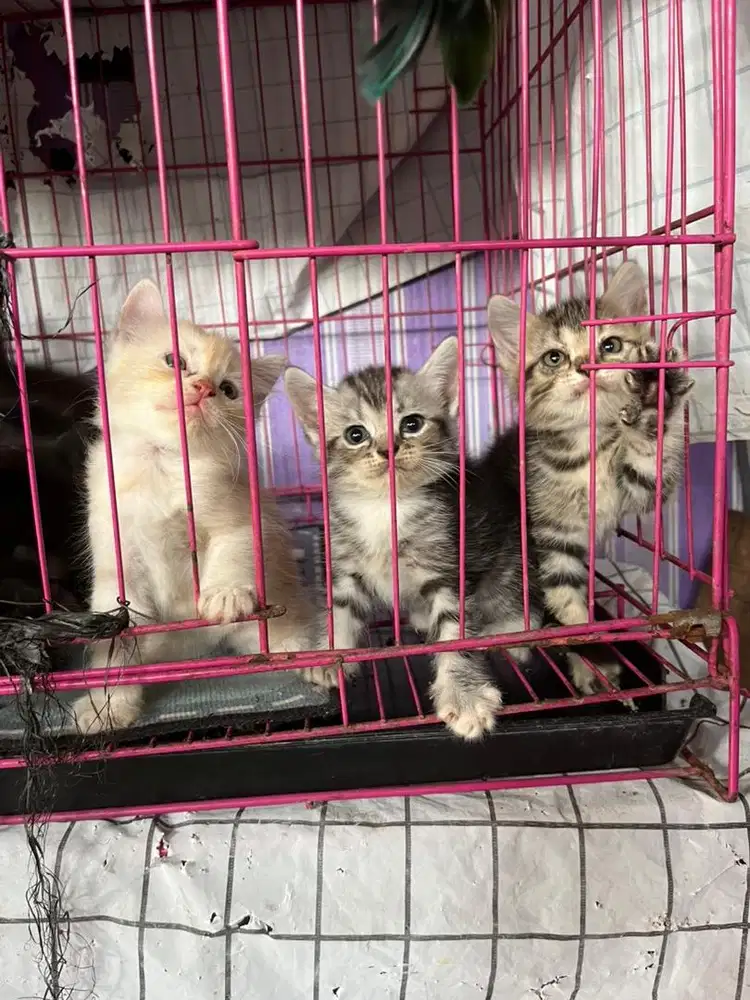 Kitten Persia Jantan dan Betina