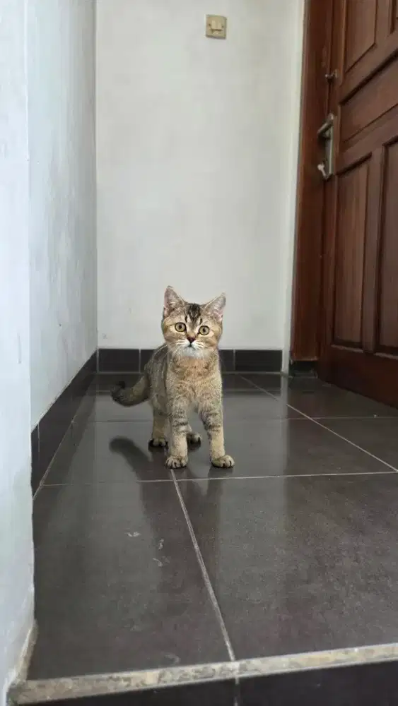British shorthair betina