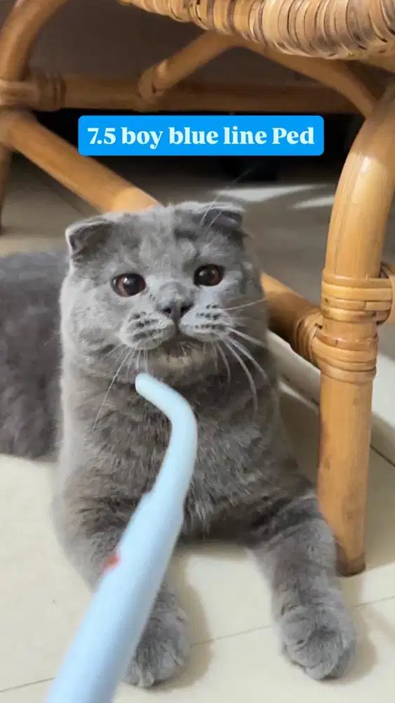 Kitten Scottish fold jdhin bsh gaelic munchkin ragdoll dwelf