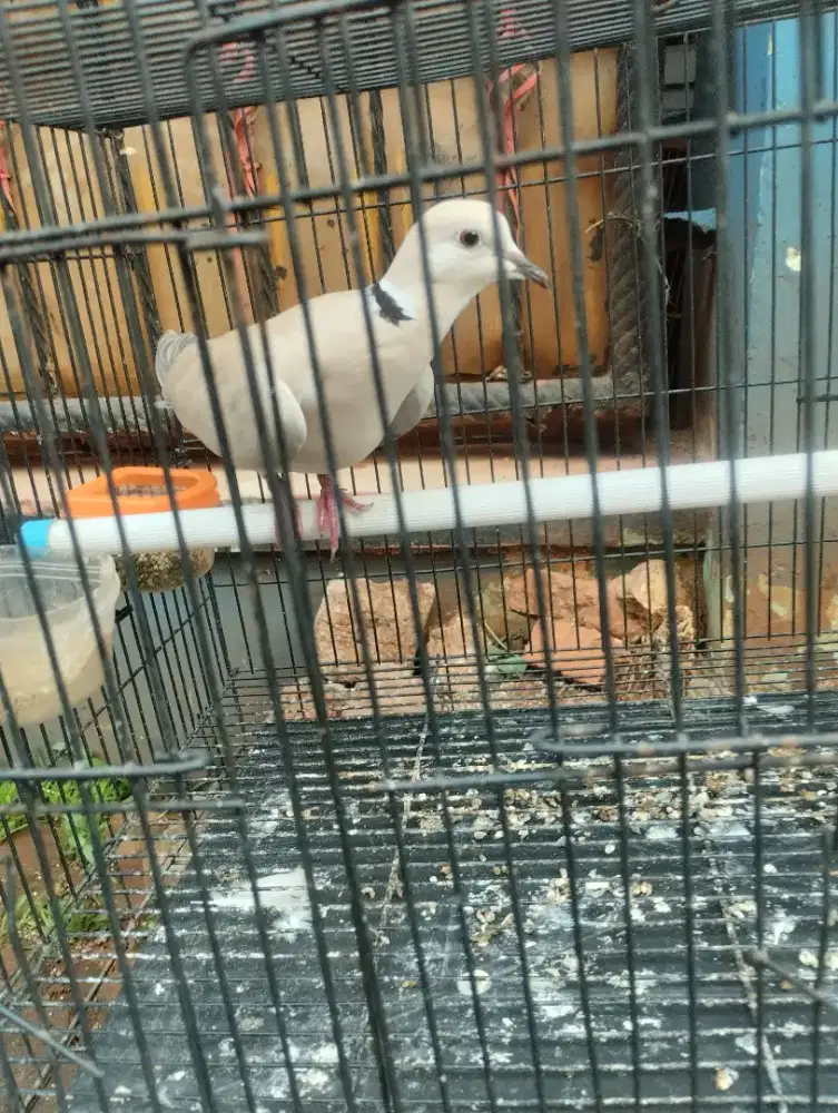 BURUNG PUTER PELUNG JANTAN