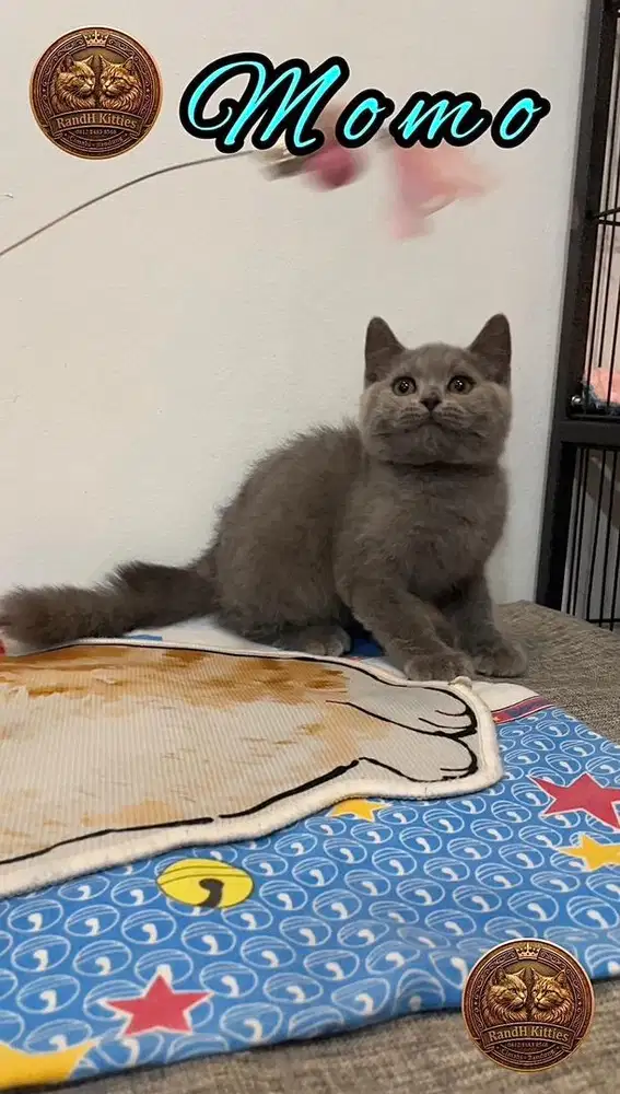 British Shorthair Kitten Jantan