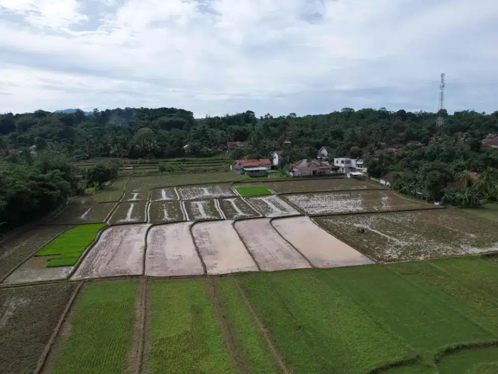 Dijual Tanah Sawah Luas 1 Hektar di Tepi Jalan Raya Jonggol Belakang Citra Indah City