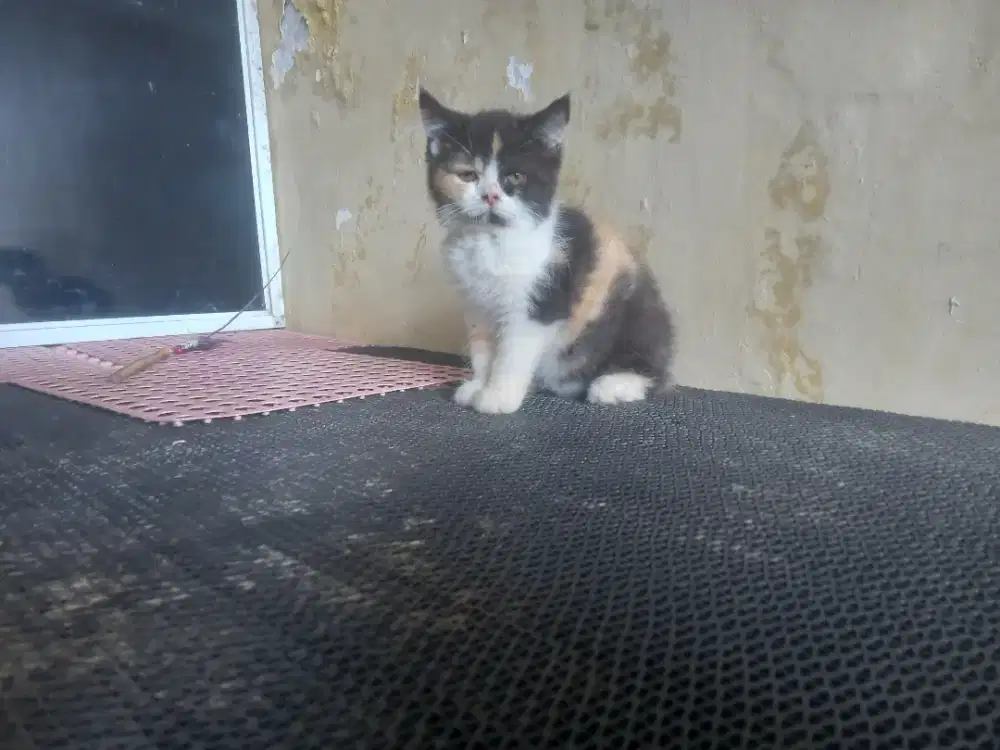 Mix bsh british shorthair