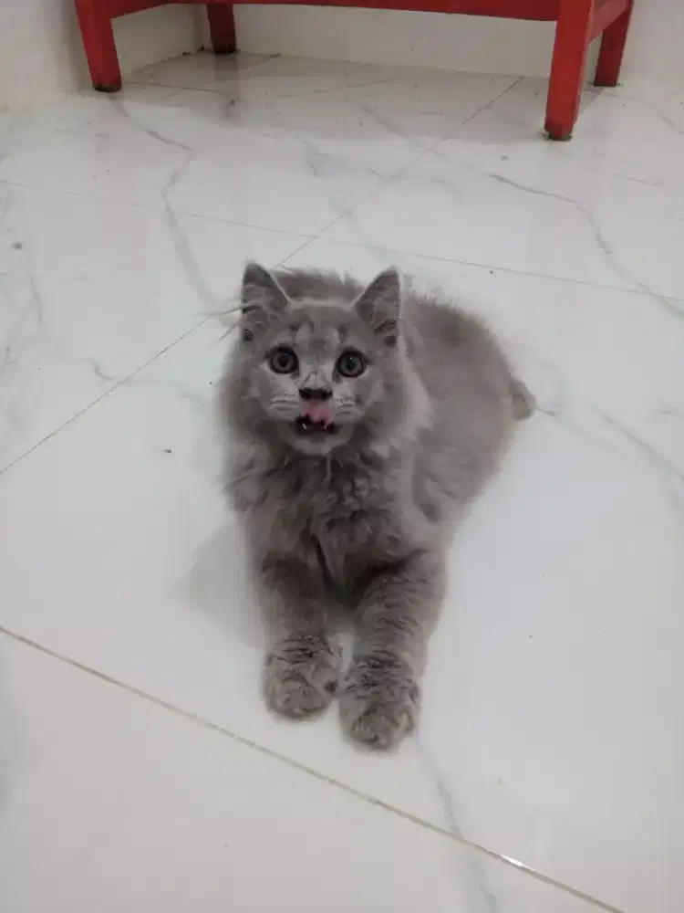 KITTEN PERSIA JANTAN