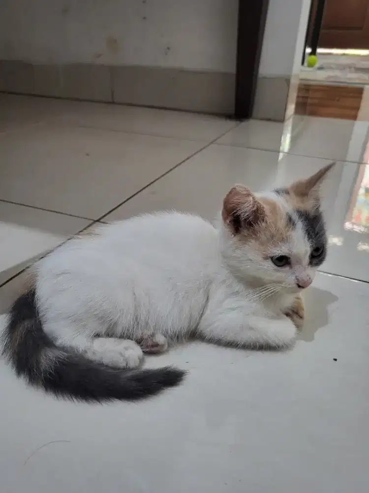 Kucing persia mix calico
