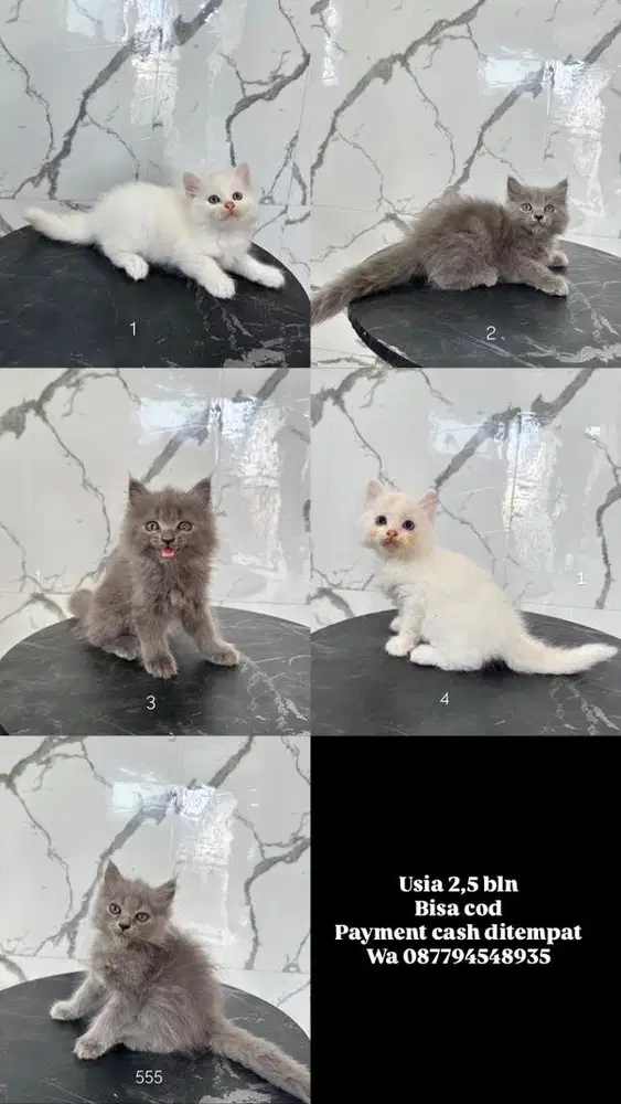 Kucing ns dsn persia