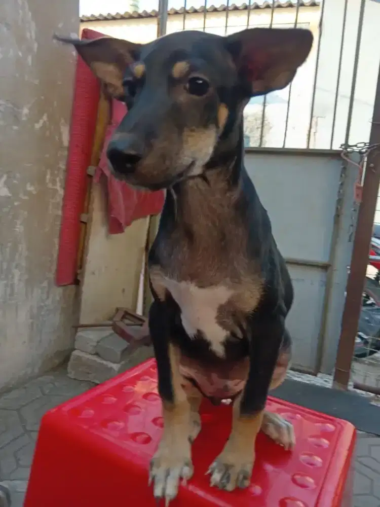 Dijual anjing piaraan