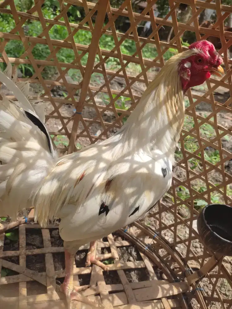 BUC dijual segera ayam bali wayah srawah kuning lokasi Denpasar