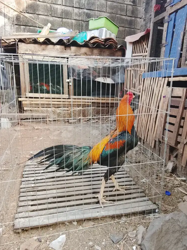 Jual ayam Bangkok ekor lidi 500.000