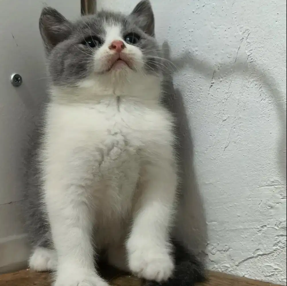 Bsh bicolour betina