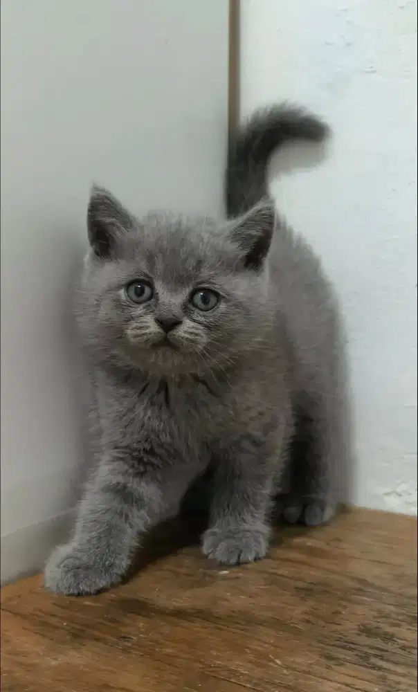 Kitten BSH blue jantan