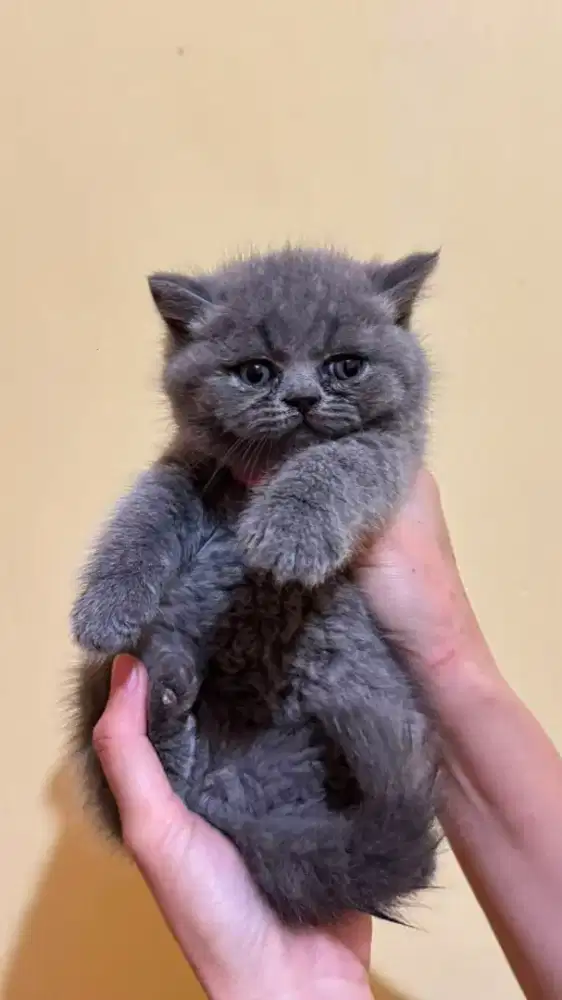 Kitten BSH BritishShorthair Usia 2 Bulan Non Ped Murmer Siapa Cepat