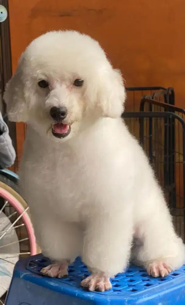 Jual anjing poodle
