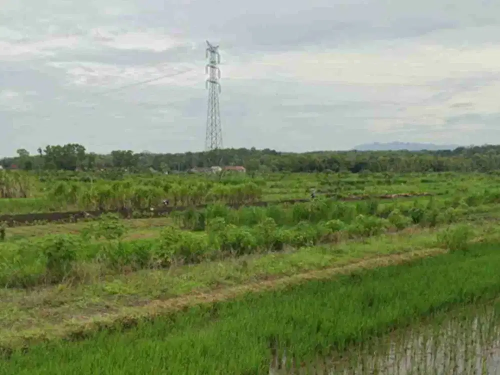 Tanah Murah View Sawah di Krembangan Panjatan Bonus 60 pohon kelapa sudah berbuah semua.