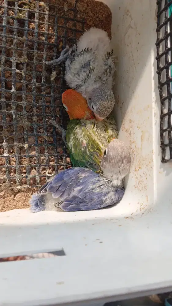 Lolohan Lovebird