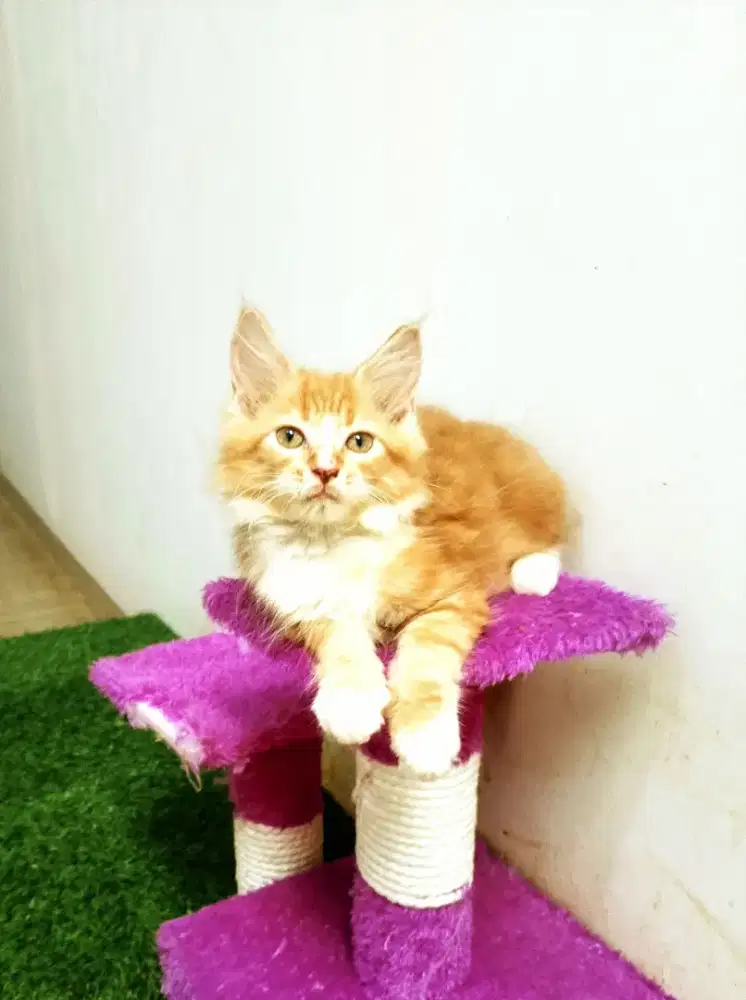 MaineCoon Jantan Kitten Pure No Mix. Induk Ped CFA Maine Coon