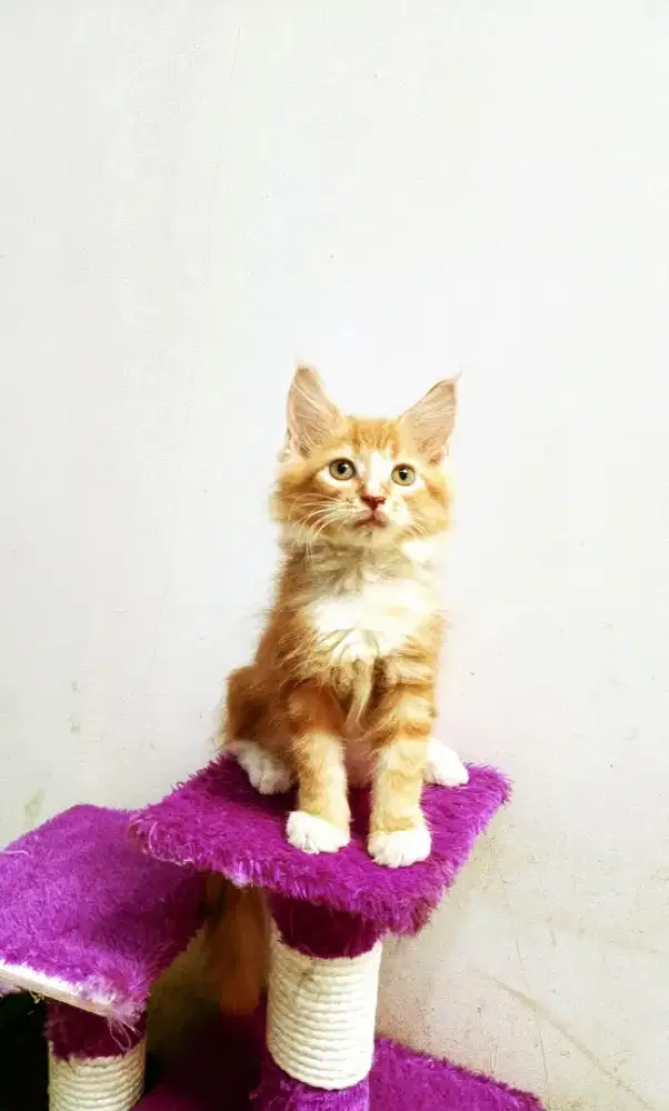 Kitten MaineCoon Jantan Pure Bkn mix.