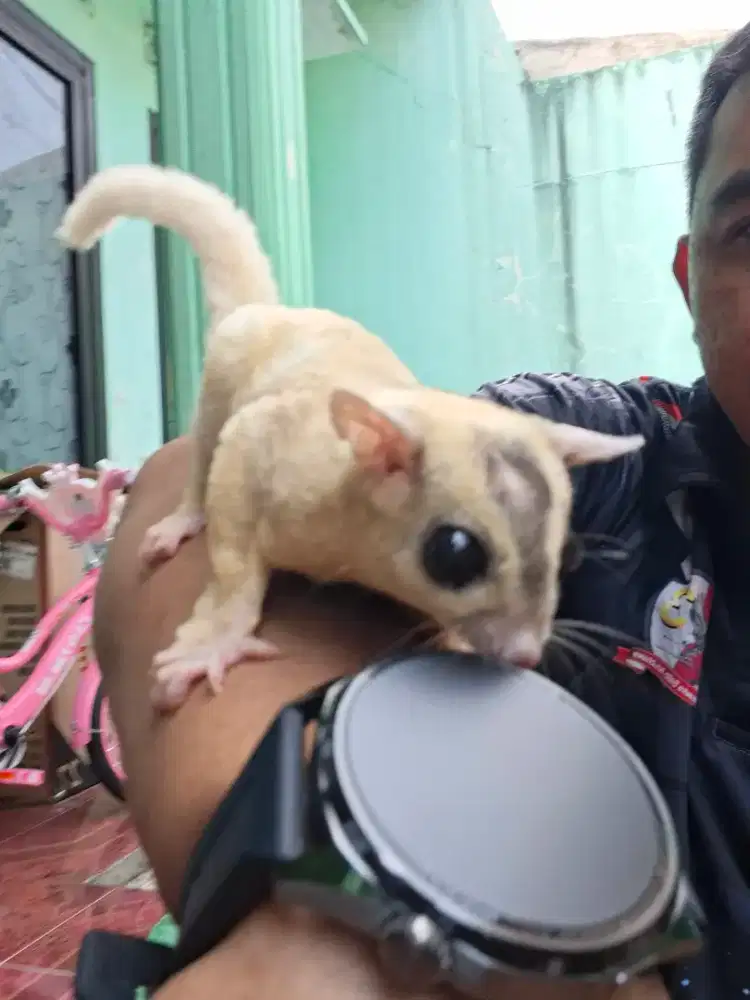 Dijual 1200 ,1 cremino jinak total + 9 Grey sekeluarga turunan
