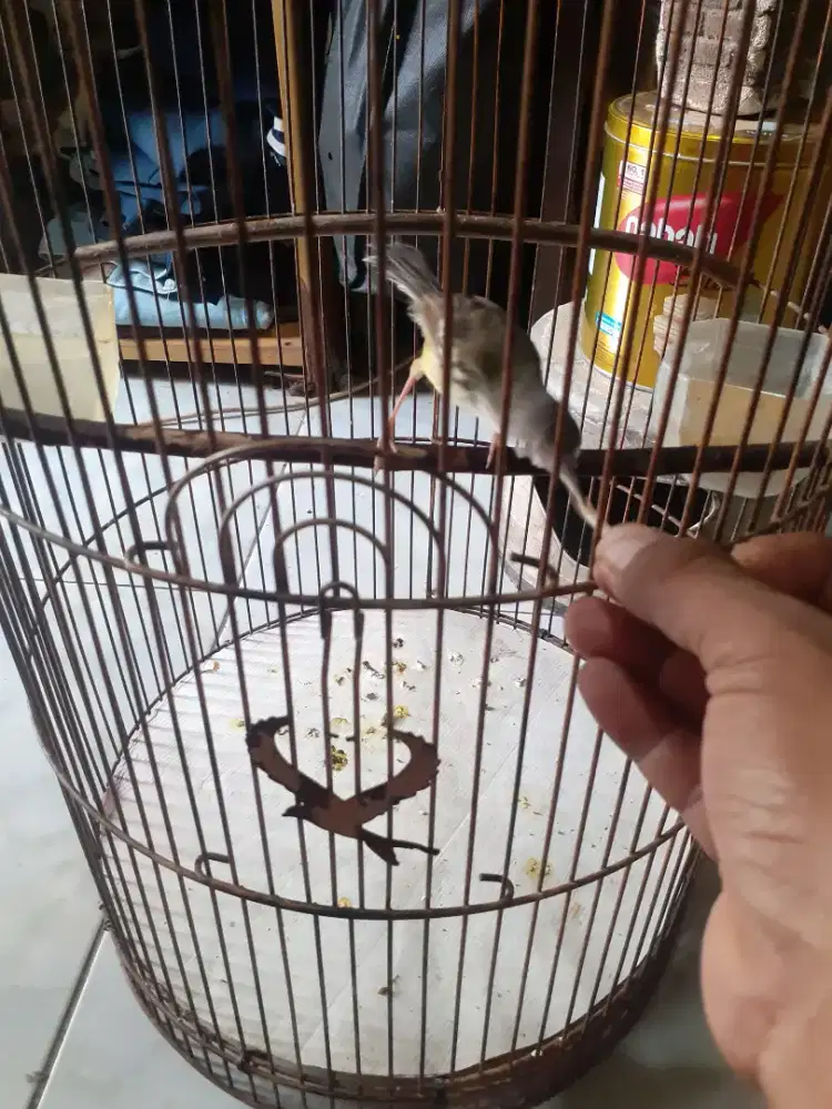 Cisem beti dewasa siap ke KUA di BSD