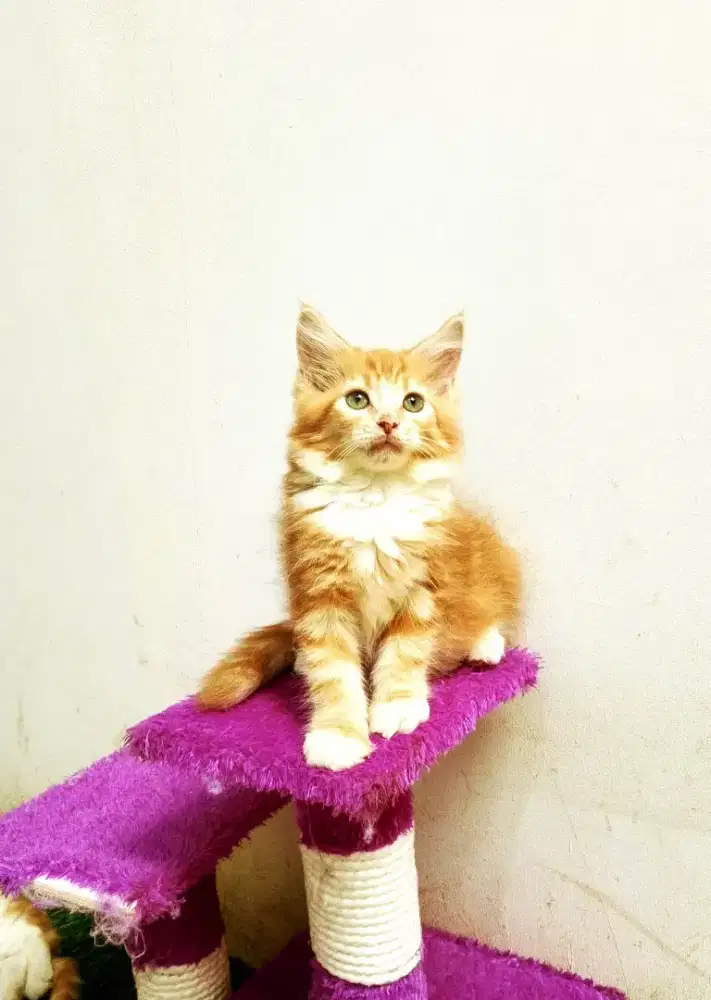 Kitten amaineCoon Betina Pure No mix.