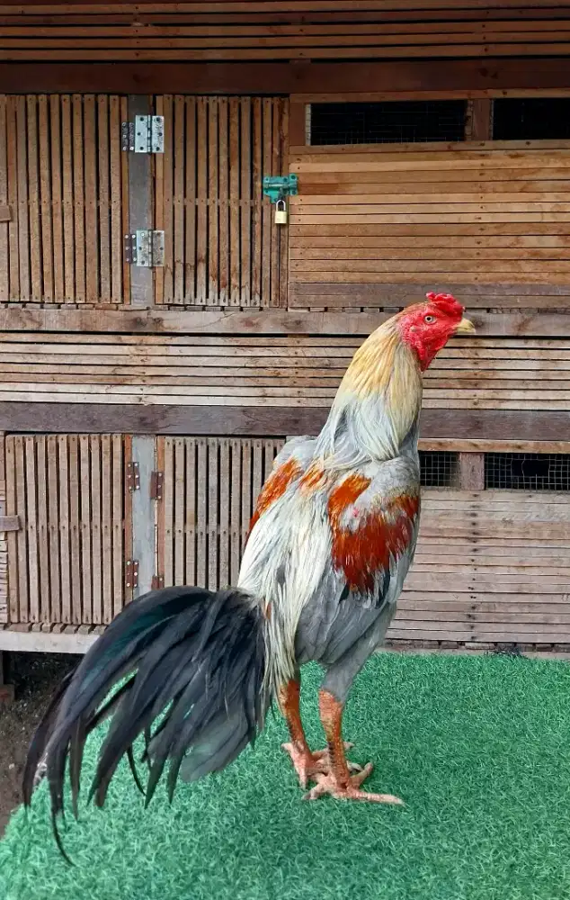 Ayam mangon super