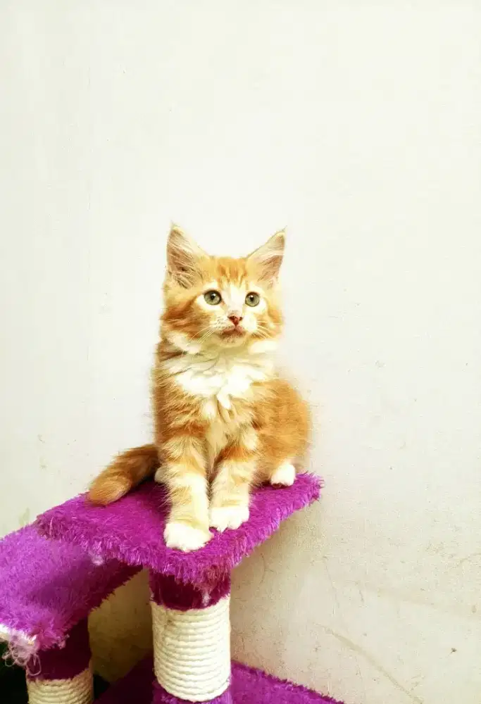 Kitten MaineCoon Betina Pure No mix. Induk Ped CFA Maine Coon