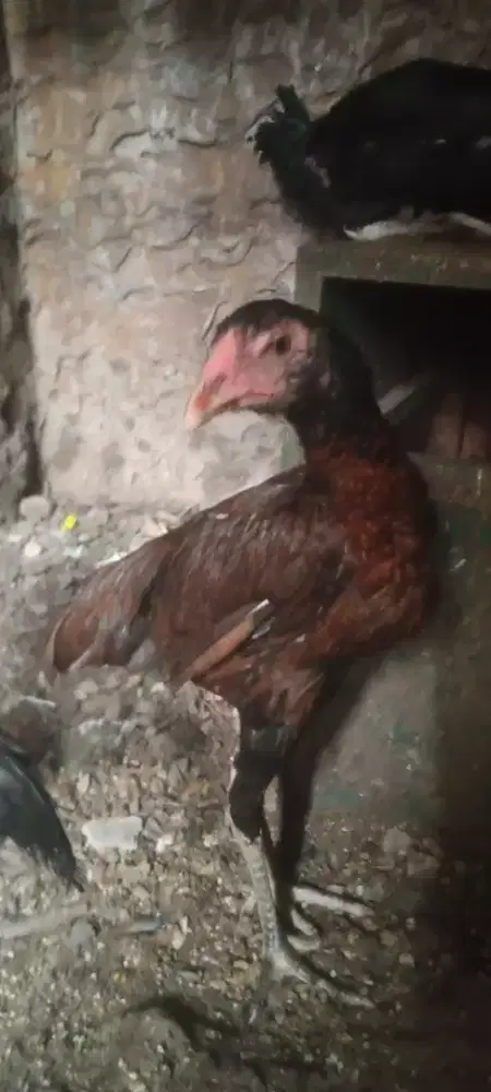 Jual cepat ayam bangkok mangoun trah bulbi