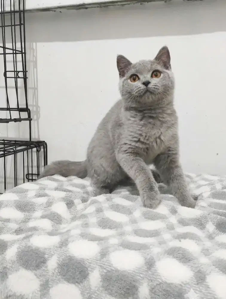 British Shorthair Jantan