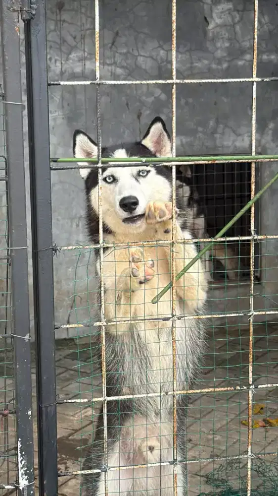 Husky pure blue eyes