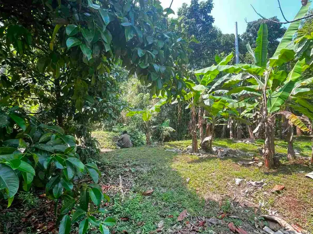 jual kebun manggis luas kecil, 100 meter dari jalan utama antar propinsi denpasar gilimanuk.