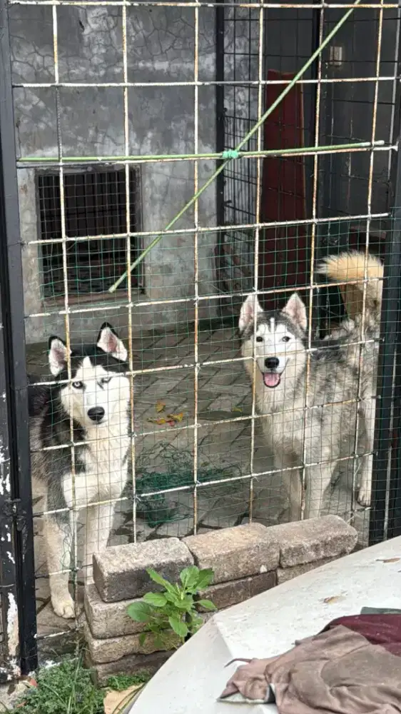 Anjing Siberian husky pure flip flop eyes