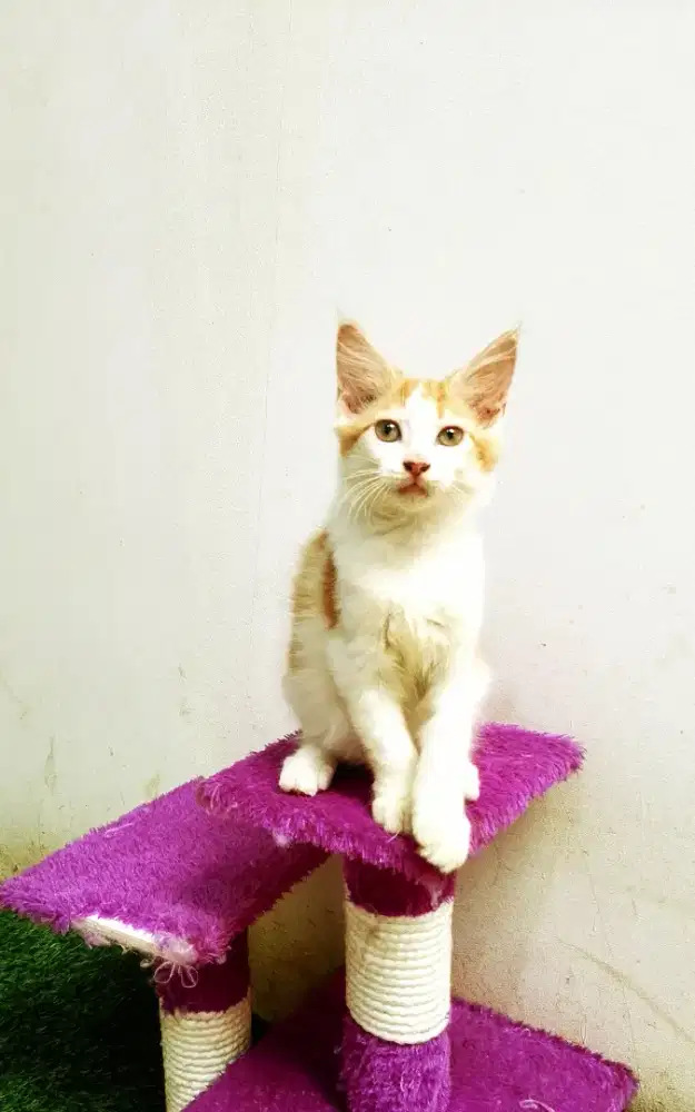 Kitten MaineCoon Pure No mix. Induk ped Cfa Maine Coon