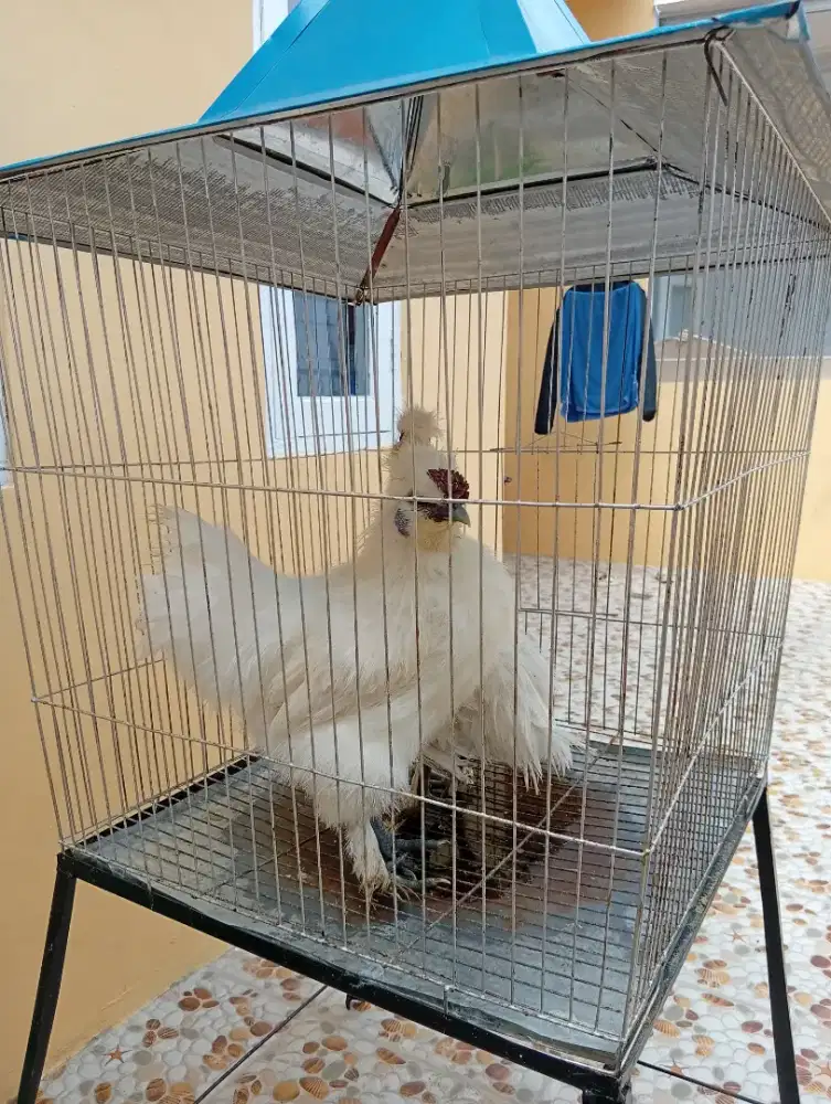 Ayam Hias Silky Sepasang (Jantan & Betina) Gratis Kandang