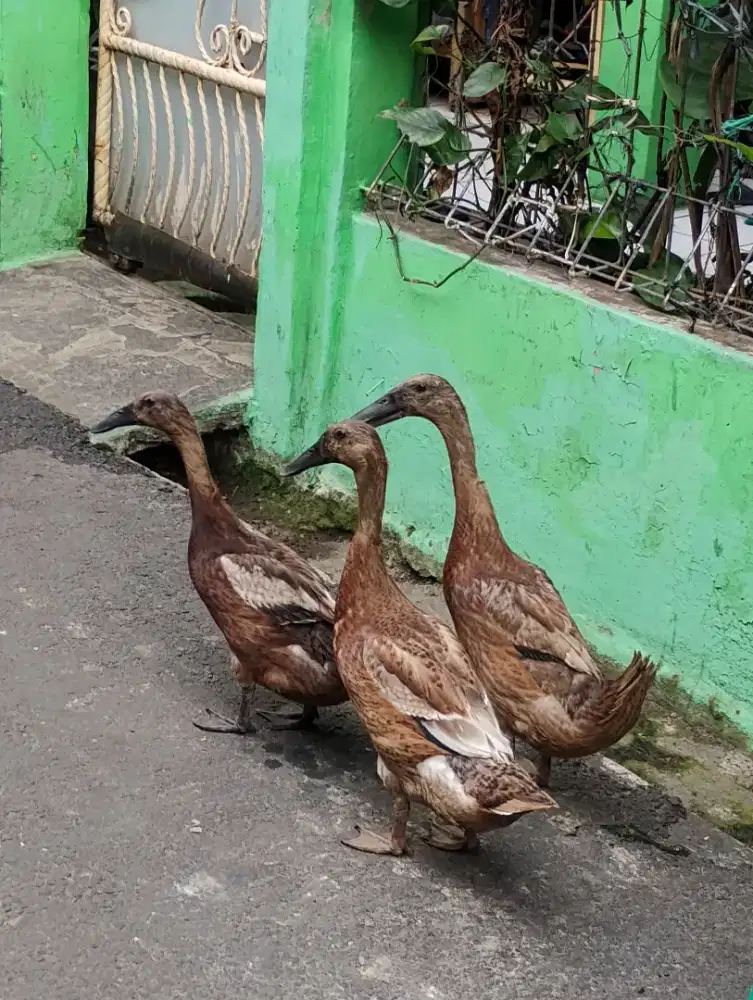 Bebek petelur/sawah