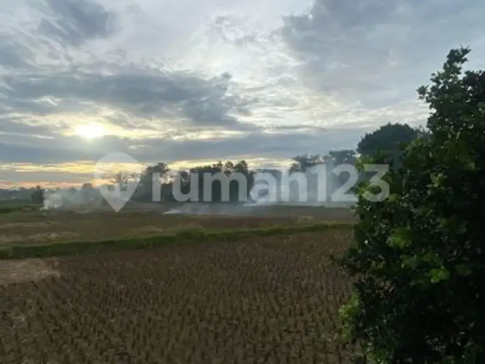 Dijual Tanah Sawah Padat Cocok untuk Investasi - Legok