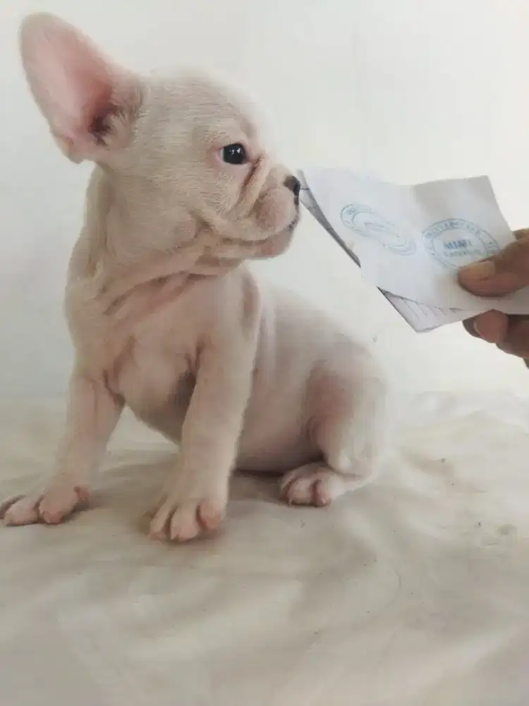 French bulldog/ frenchie BETINA ALL WHITE STB