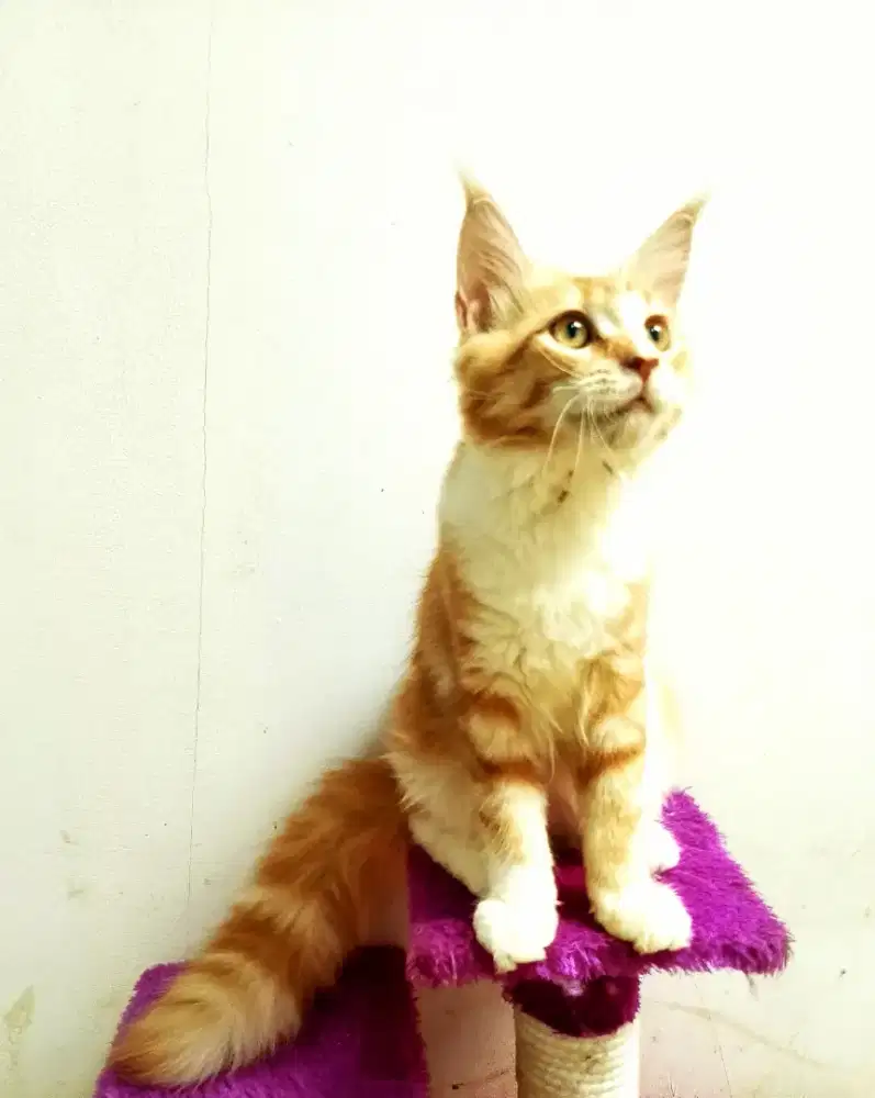 Kitten MaineCoon Betina Pure No mix. Induk CFA Show Quality