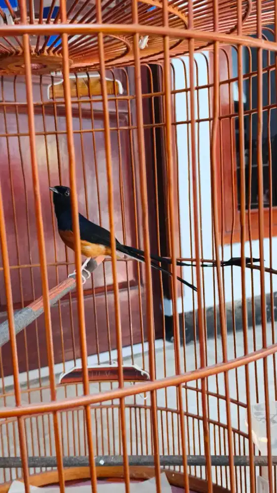 Murai Pastol Ekor Panjang Klewer 25cm