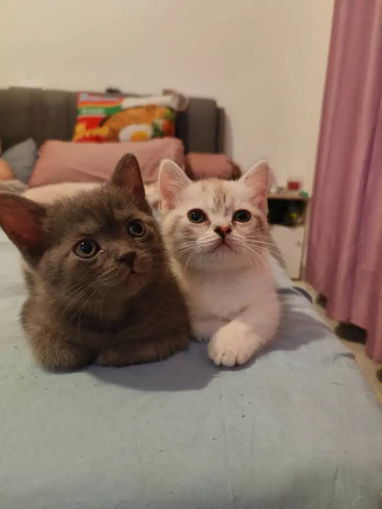 British Short hair mix munchkin Gaelic