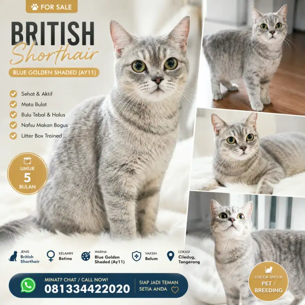 Kucing BSH | KUCING BRITISH SHORTHAIR | Bukan kucing Persia | munchkin